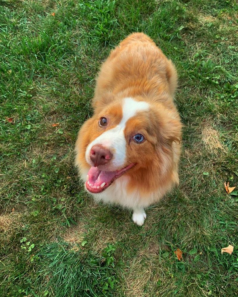 Poppy, Adopted, Adult Female Australian Shepherd.