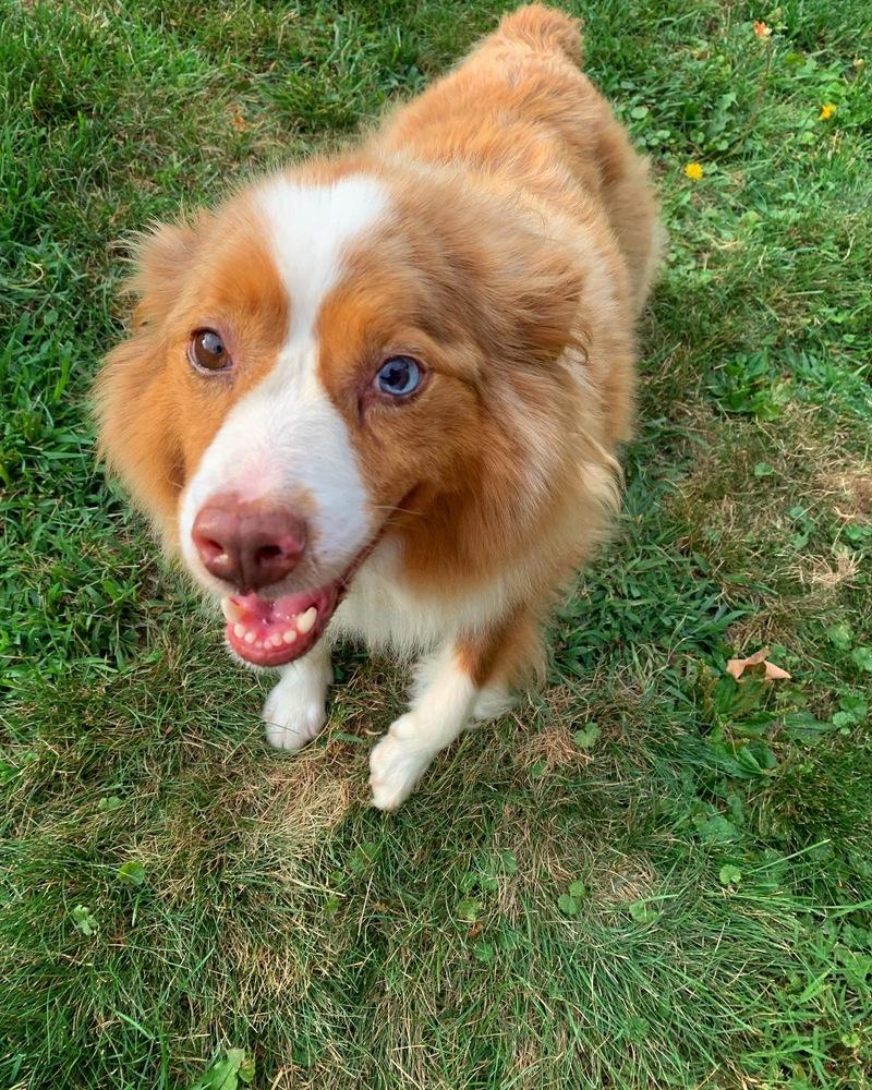 Enlarge Poppy, a Adopted Australian Shepherd in Syracuse, NY image 2/6