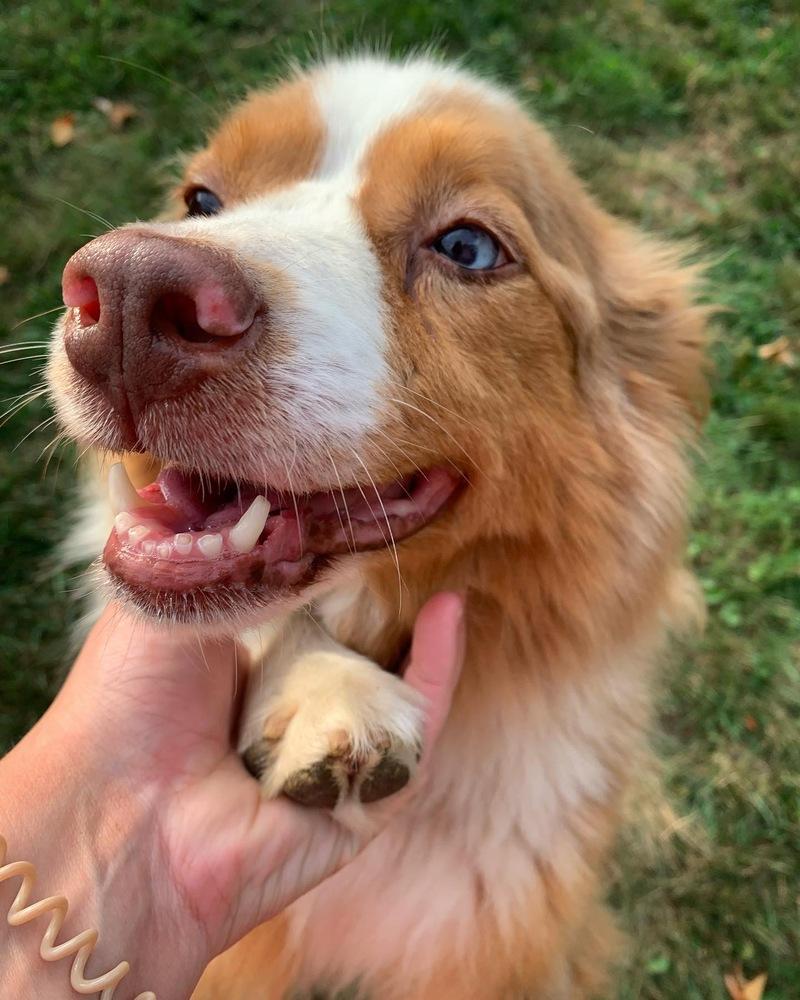 Enlarge Poppy, a Adopted Australian Shepherd in Syracuse, NY image 3/6