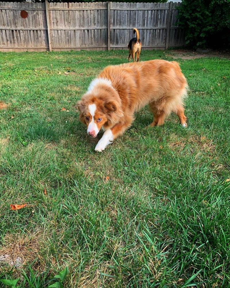 Enlarge Poppy, a Adopted Australian Shepherd in Syracuse, NY image 4/6