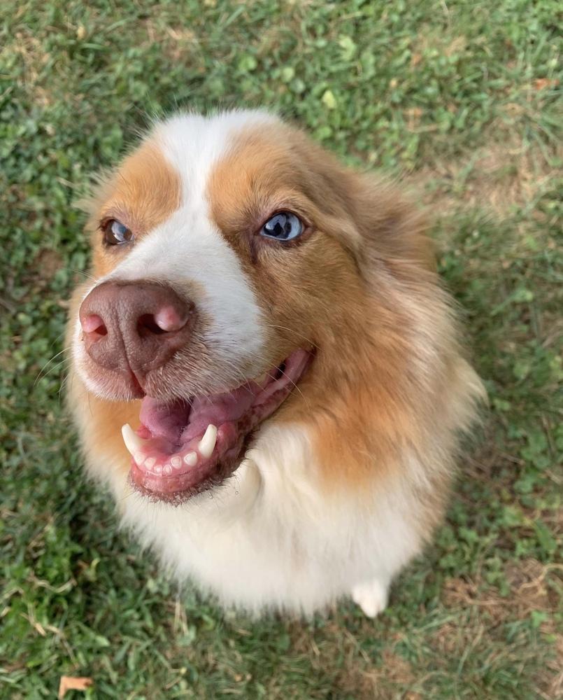 Enlarge Poppy, a Adopted Australian Shepherd in Syracuse, NY image 5/6