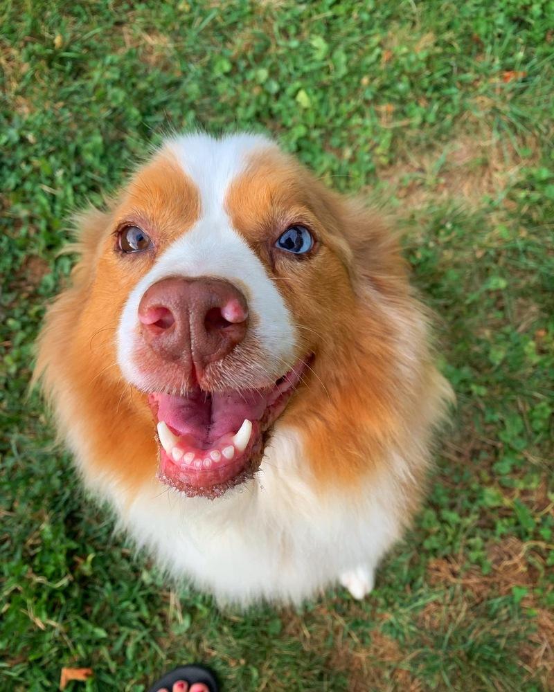 Enlarge Poppy, a Adopted Australian Shepherd in Syracuse, NY image 6/6
