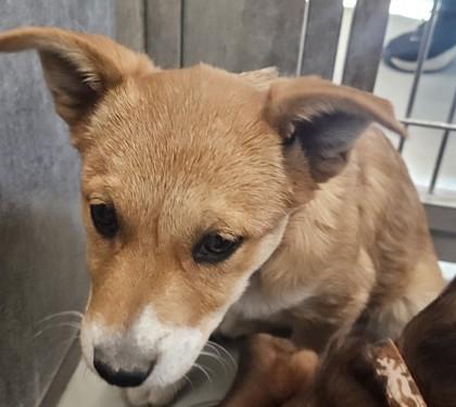 Margot, a Adoptable mixed breed in Edgewood, NM image 1/3