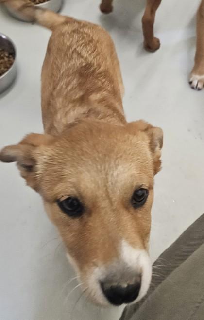 Margot, a Adoptable mixed breed in Edgewood, NM image 2/3