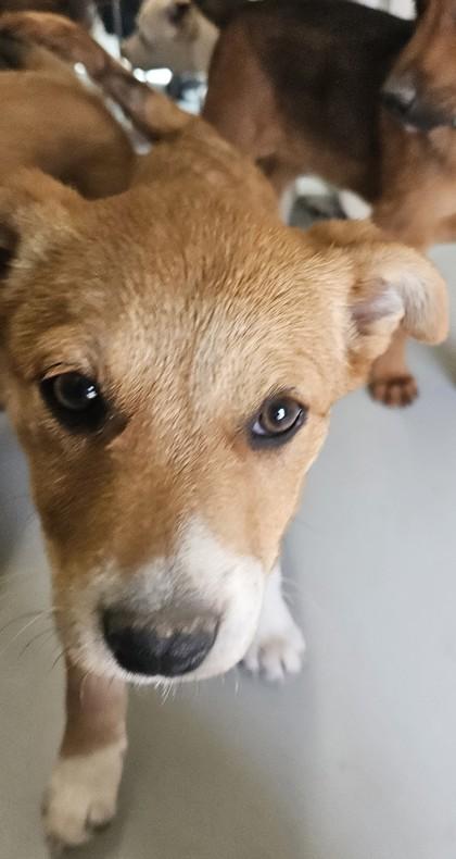 Margot, a Adoptable mixed breed in Edgewood, NM image 3/3