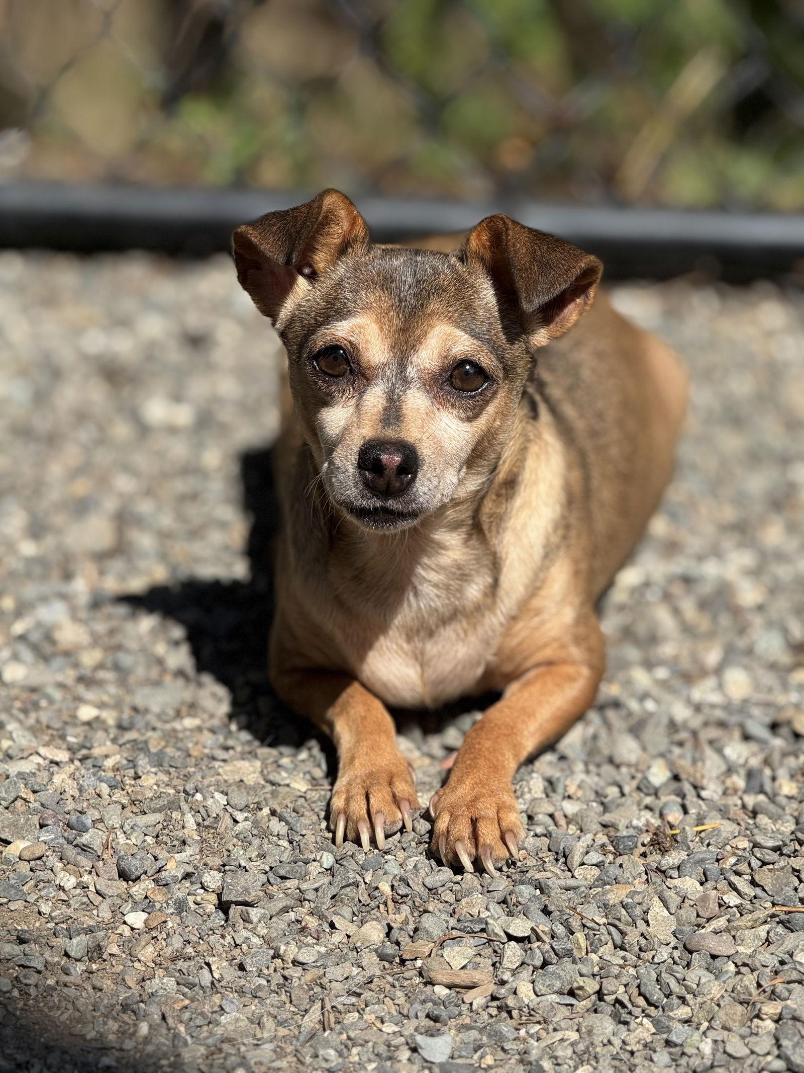 Peach, a Adoptable Chihuahua in Seattle, WA image 1/2