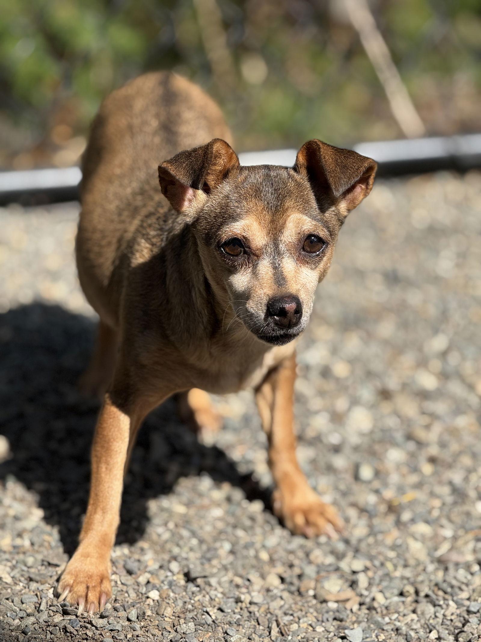 Peach, a Adoptable Chihuahua in Seattle, WA image 2/2