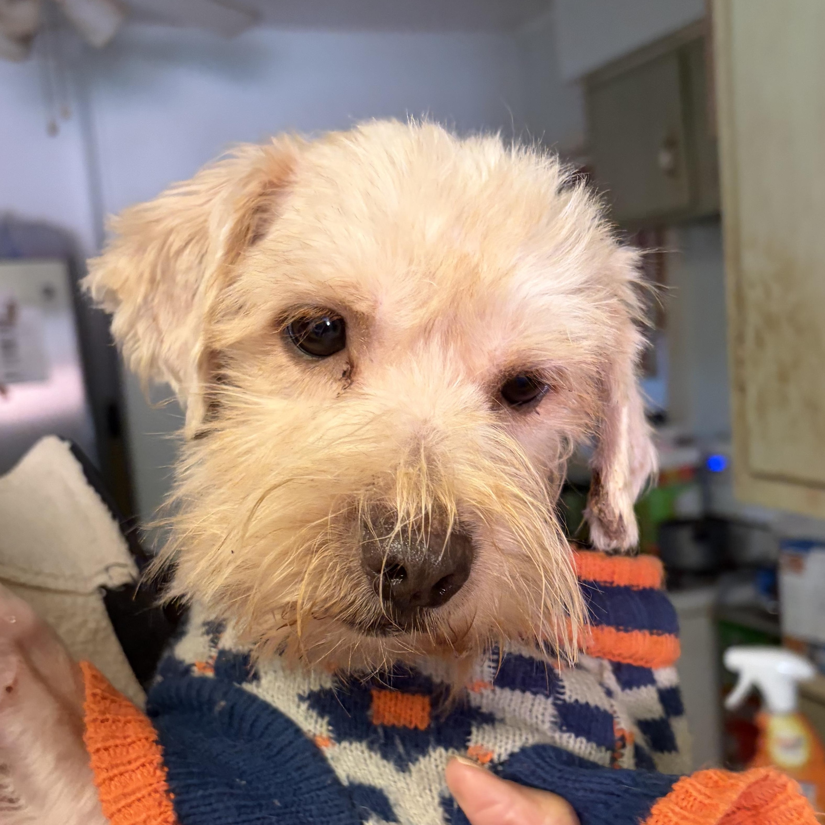 Boonebig Time Love In thumbnail 5