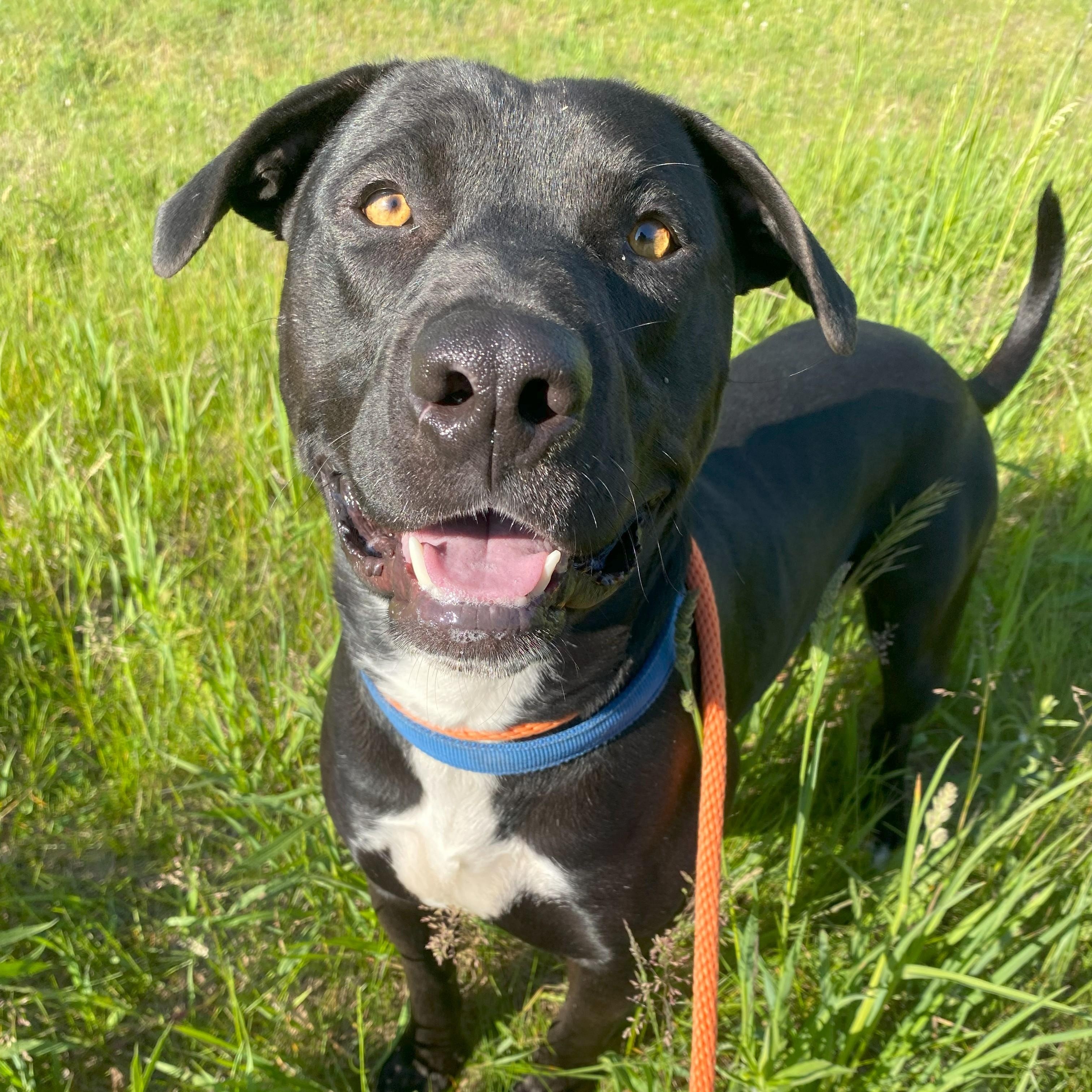 Nash, Adult Male unknown