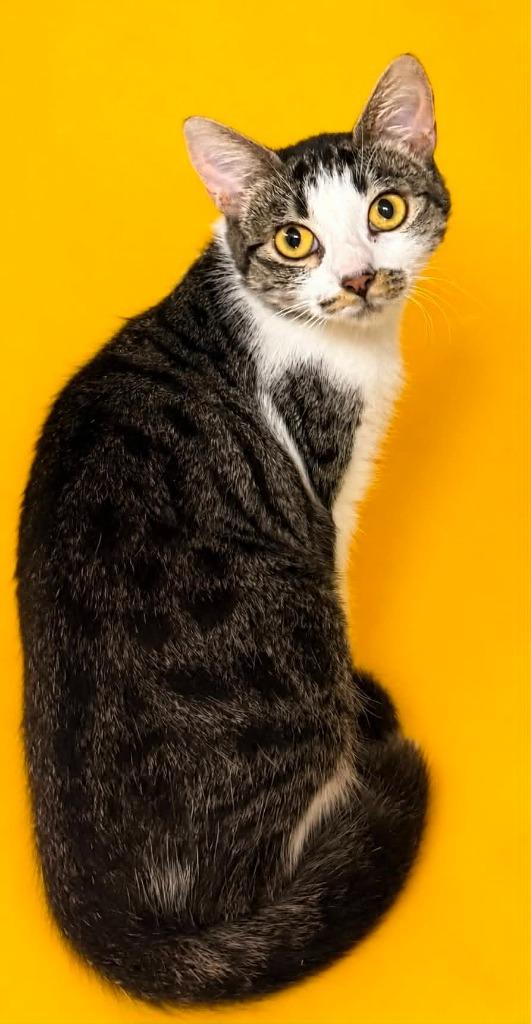 Momma #1, Adoptable, Young Female Domestic Short Hair.