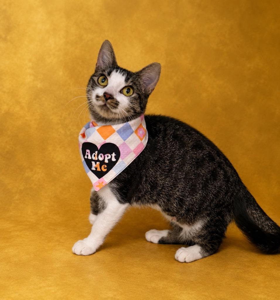 Enlarge Momma #1, a Adoptable mixed breed in Columbia, TN image 2/2