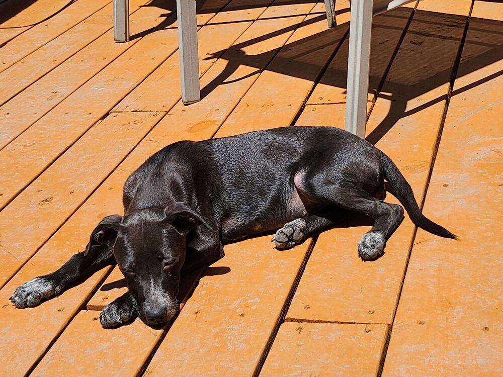 Pixie, Adoptable, Puppy Female Labrador Retriever.