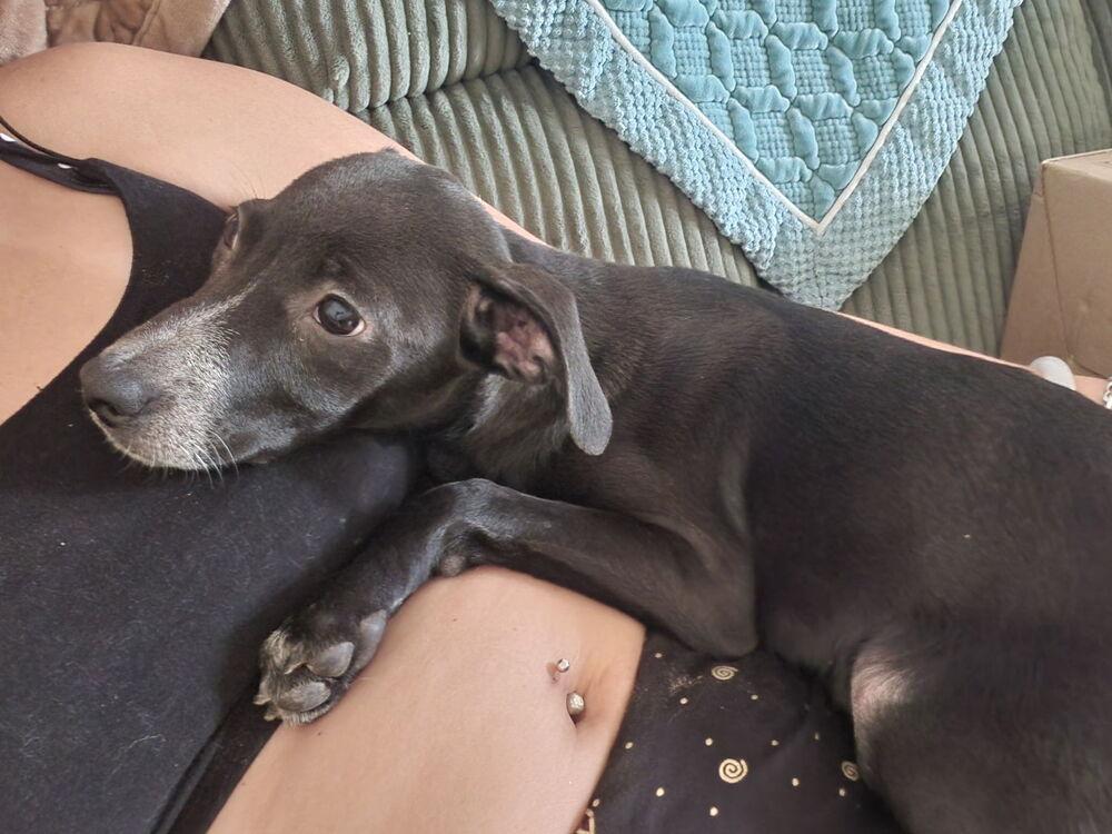 Enlarge Pixie, a Adoptable mixed breed in Colorado Springs, CO image 2/6