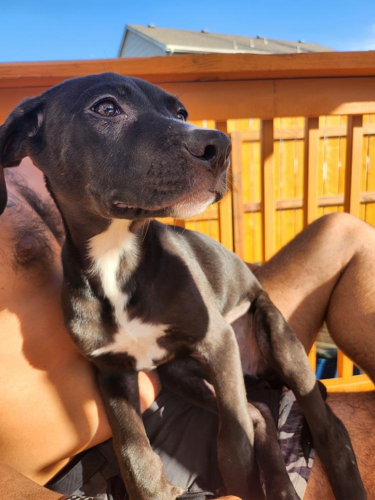Enlarge Pixie, a Adoptable mixed breed in Colorado Springs, CO image 3/6