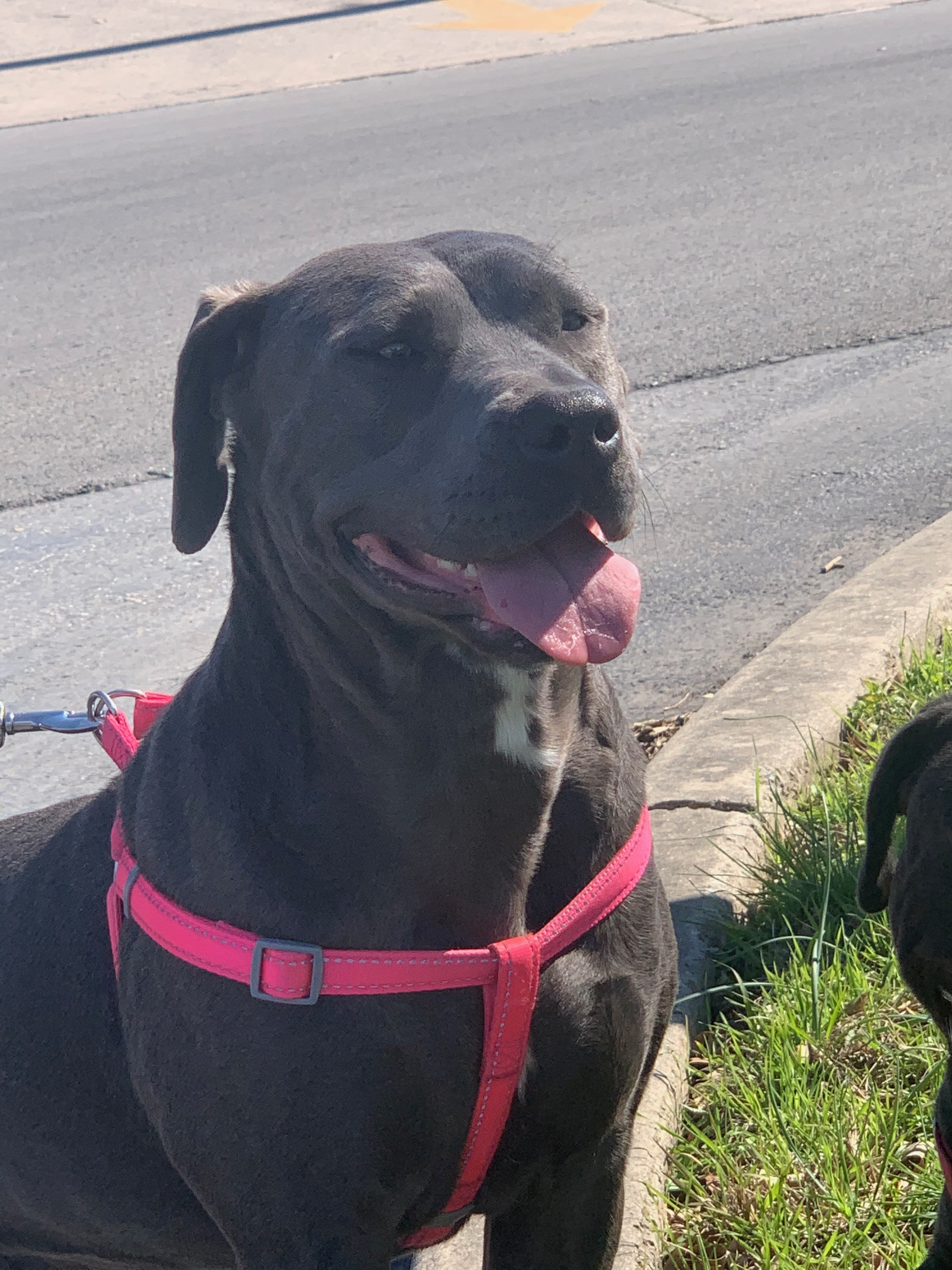 Lacy, a Adoptable mixed breed in Bigfoot, TX image 1/6