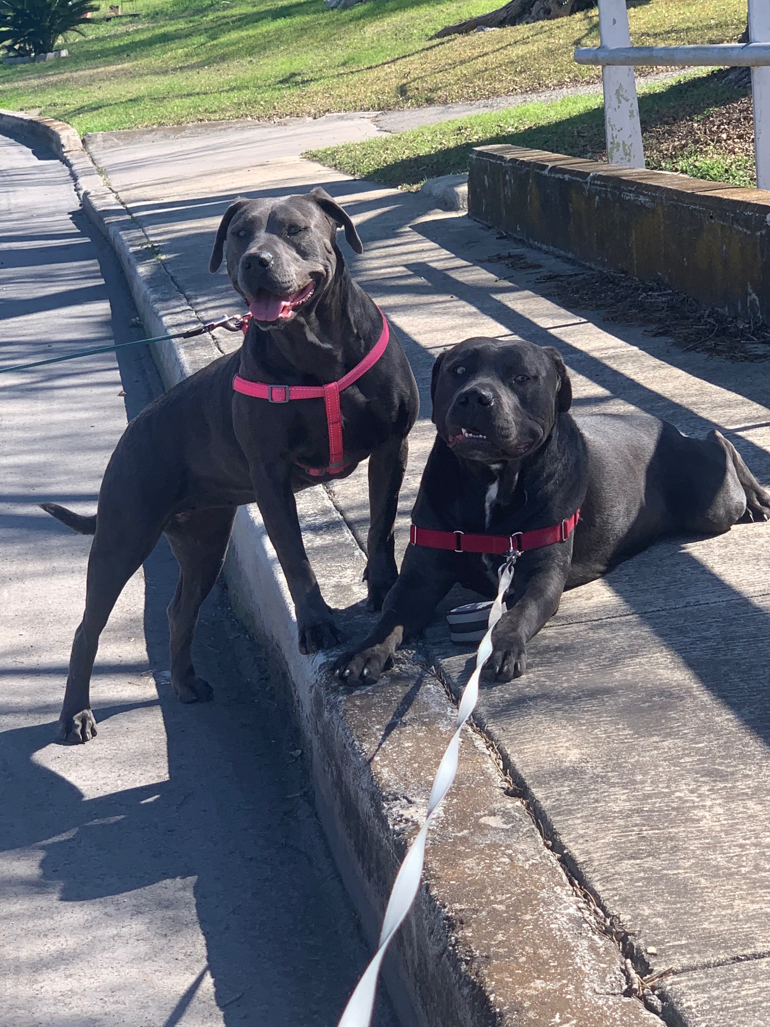 Lacy, a Adoptable mixed breed in Bigfoot, TX image 2/6