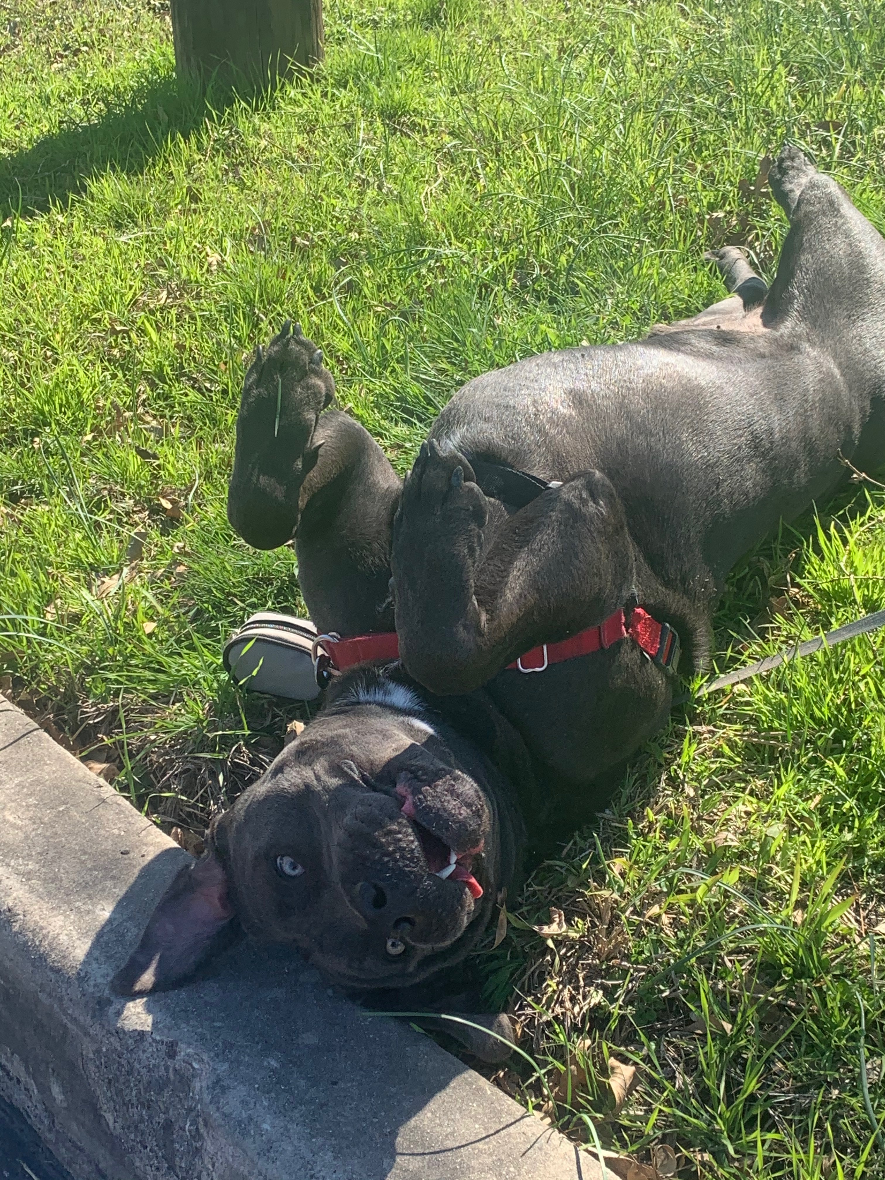 Lacy, a Adoptable mixed breed in Bigfoot, TX image 3/6