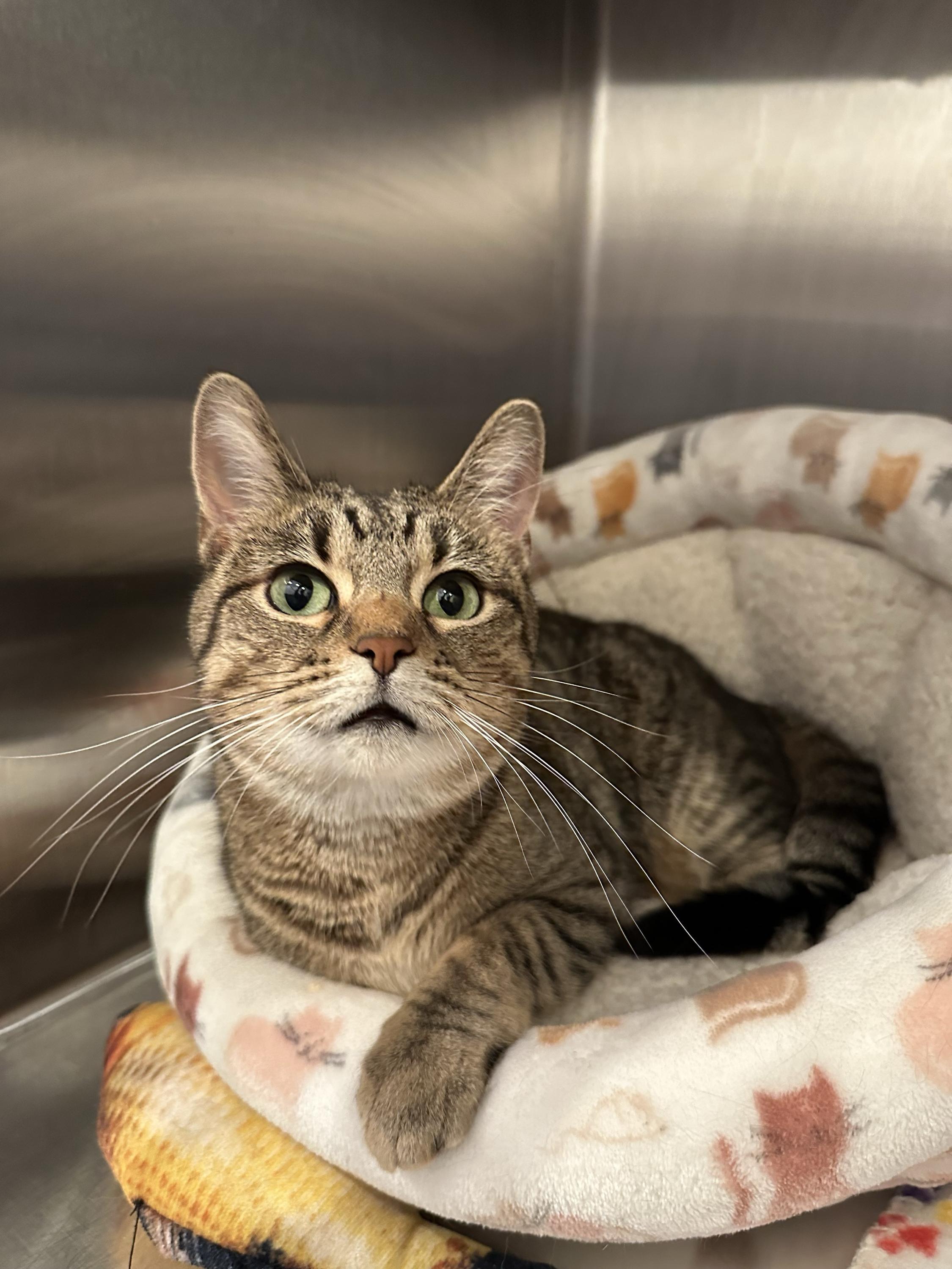 Enlarge Pisa, an adopted Domestic Short Hair in Evanston, IL image 1/1