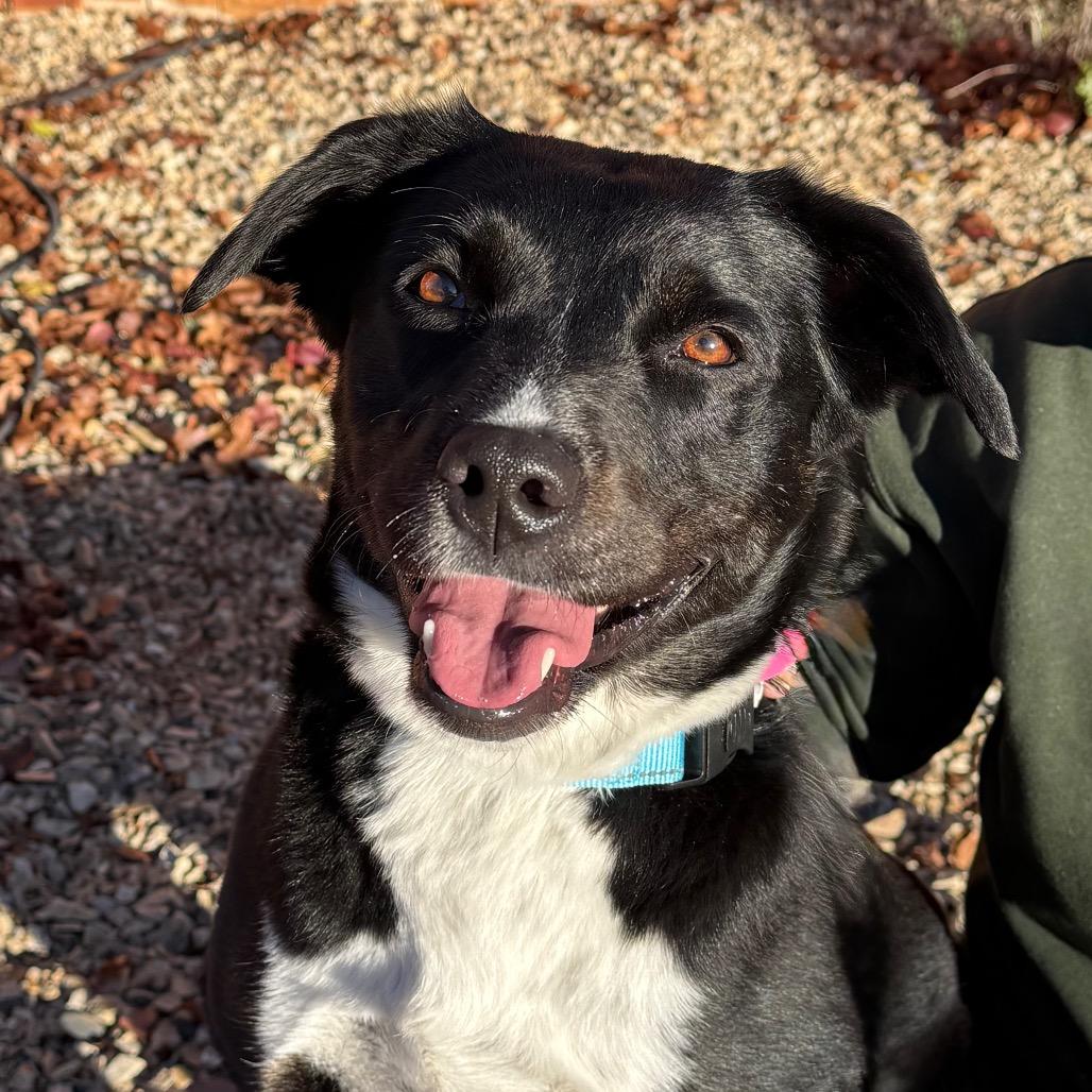 Enlarge Eleanor, a Adoptable Black Labrador Retriever in Albuquerque, NM image 1/6