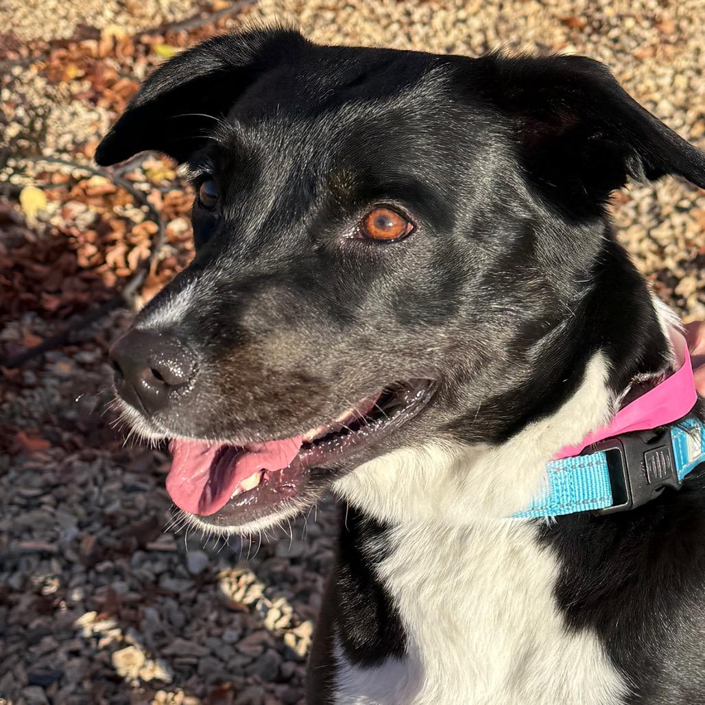 Enlarge Eleanor, a Adoptable Black Labrador Retriever in Albuquerque, NM image 2/6