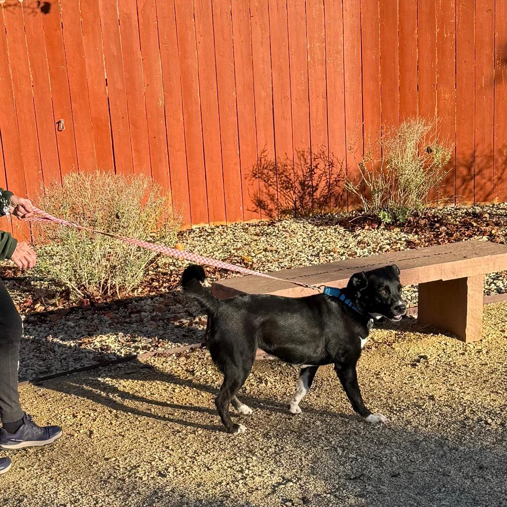 Enlarge Eleanor, a Adoptable Black Labrador Retriever in Albuquerque, NM image 3/6