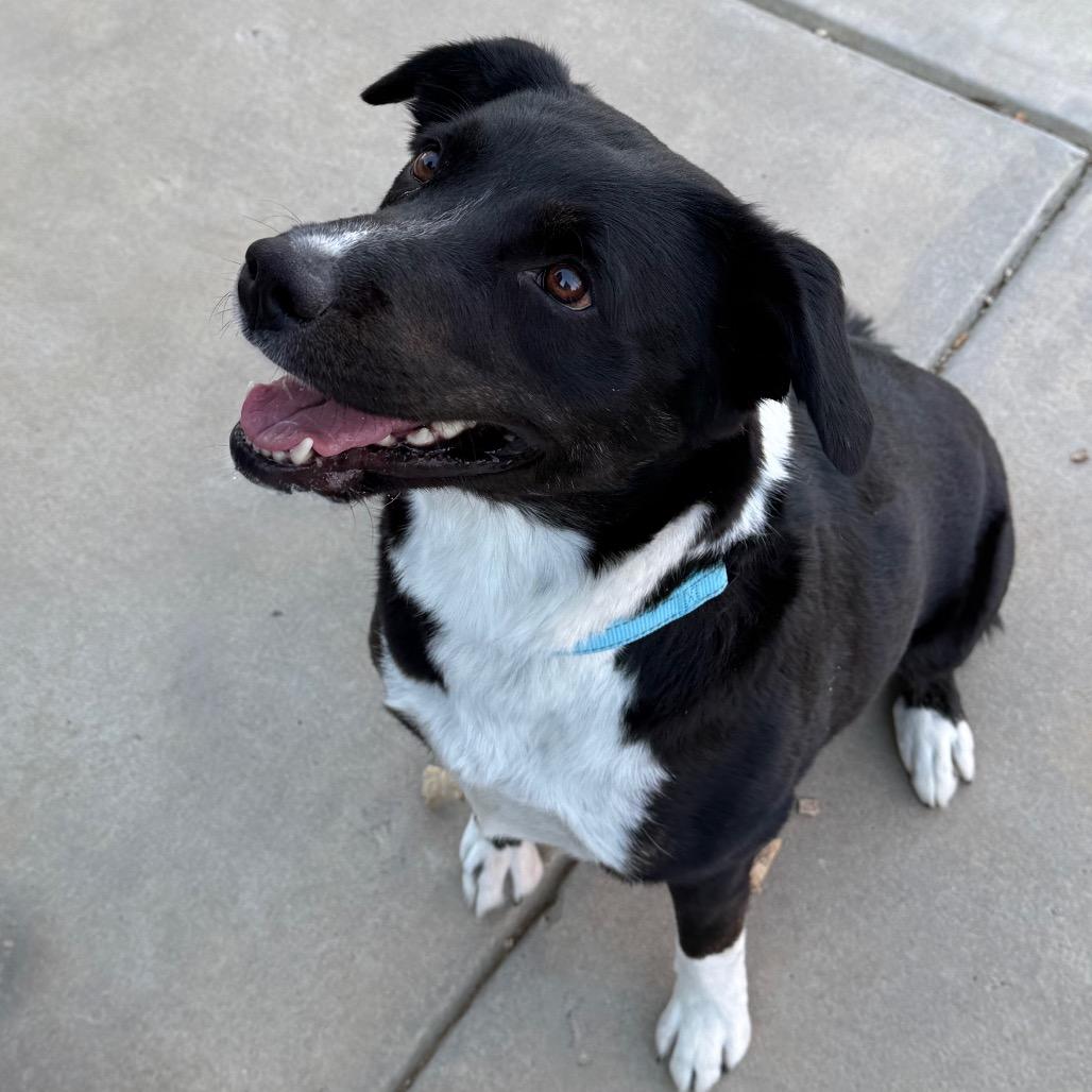 Enlarge Eleanor, a Adoptable Black Labrador Retriever in Albuquerque, NM image 4/6