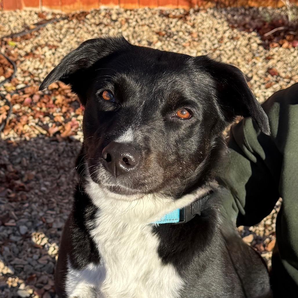 Enlarge Eleanor, a Adoptable Black Labrador Retriever in Albuquerque, NM image 5/6