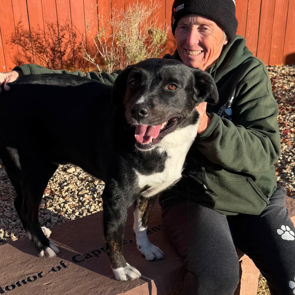 Enlarge Eleanor, a Adoptable Black Labrador Retriever in Albuquerque, NM image 6/6