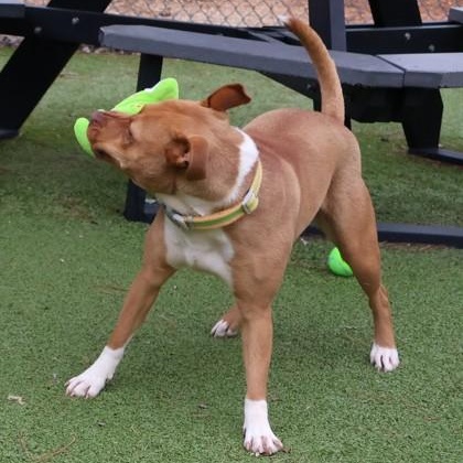 Enlarge Daisi, an adopted Mixed Breed in Athens, GA image 2/3