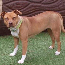 Enlarge Daisi, an adopted Mixed Breed in Athens, GA image 3/3