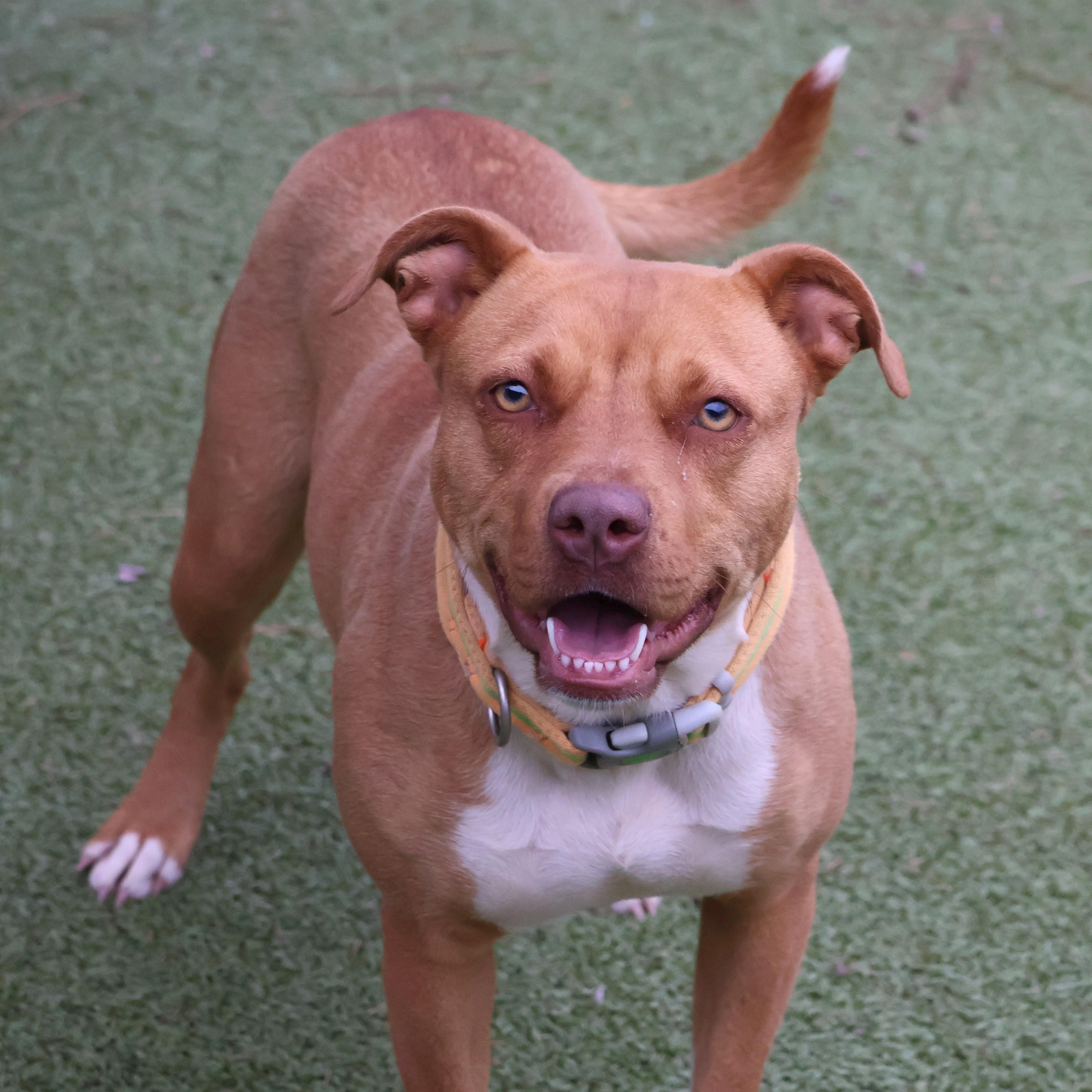 Daisi, adopted, Adult Female Mixed Breed.