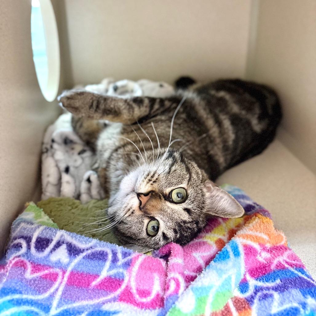 Taco, Adoptable, Adult Male Domestic Short Hair.