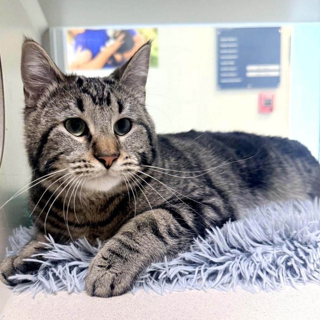 Taco, Adoptable, Adult Male Domestic Short Hair.