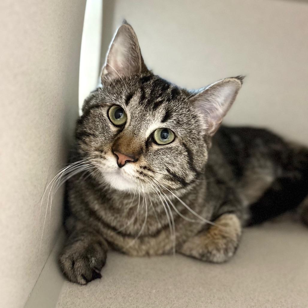 Enlarge Taco, a Adoptable Domestic Short Hair in Great Falls, MT image 2/2