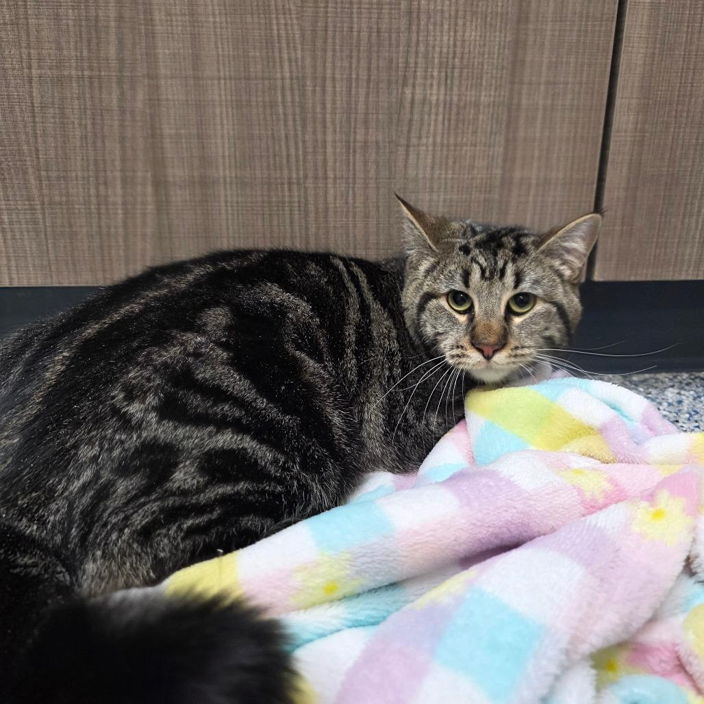 Enlarge Taco, a Adoptable Domestic Short Hair in Great Falls, MT image 1/1