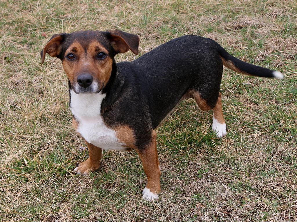 Enlarge Lilly, an adopted mixed breed in Charles Town, WV image 4/4