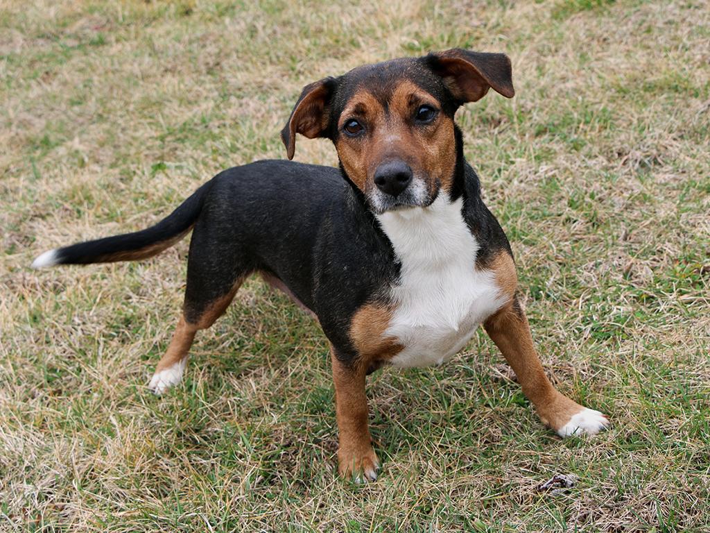 Enlarge Lilly, an adopted mixed breed in Charles Town, WV image 3/4