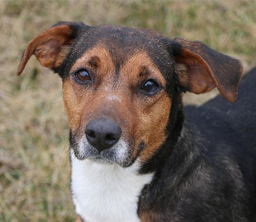 Enlarge Lilly, an adopted mixed breed in Charles Town, WV image 1/4