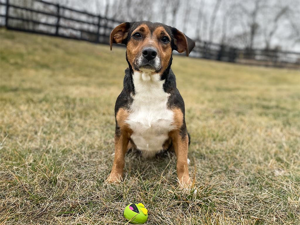 Enlarge Lilly, an adopted mixed breed in Charles Town, WV image 2/4
