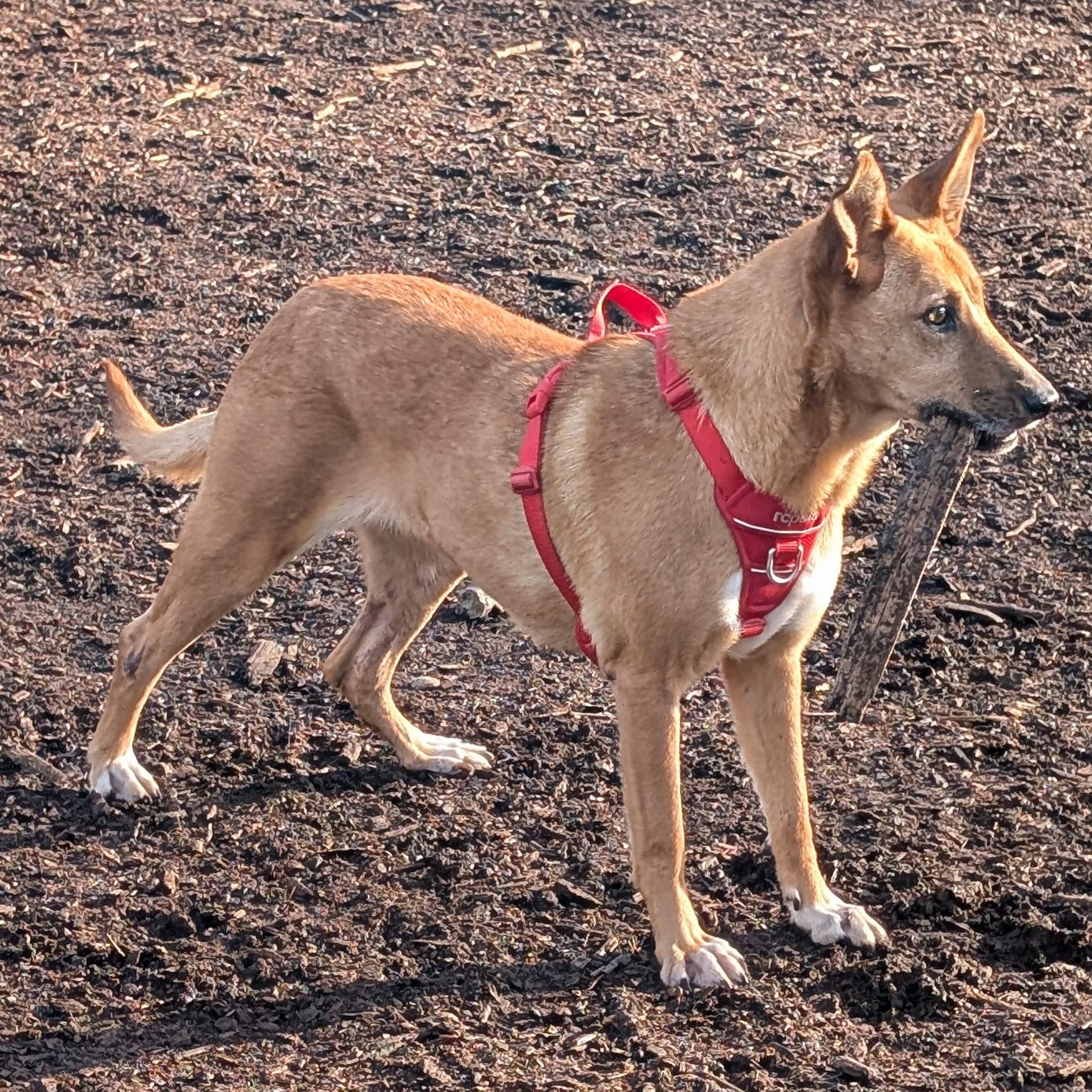 Enlarge Ms. Lovely Tarcin, a Adoptable mixed breed in Ridgefield, WA image 6/6