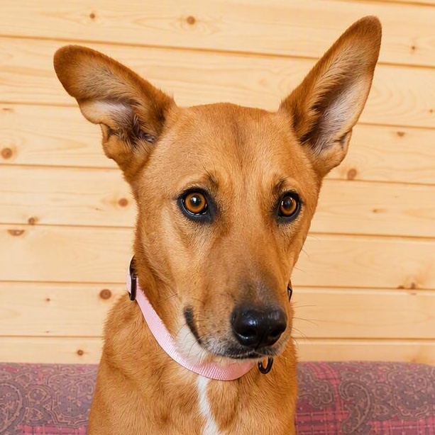 Ms. Lovely Tarcin, Adoptable, Adult Female Carolina Dog & German Shepherd Dog.