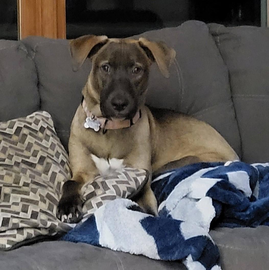 Enlarge Betty, a Adoptable mixed breed in Albany, NY image 1/6