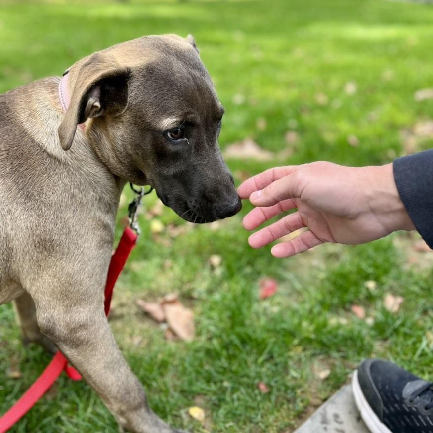 Enlarge Betty, a Adoptable mixed breed in Albany, NY image 5/6