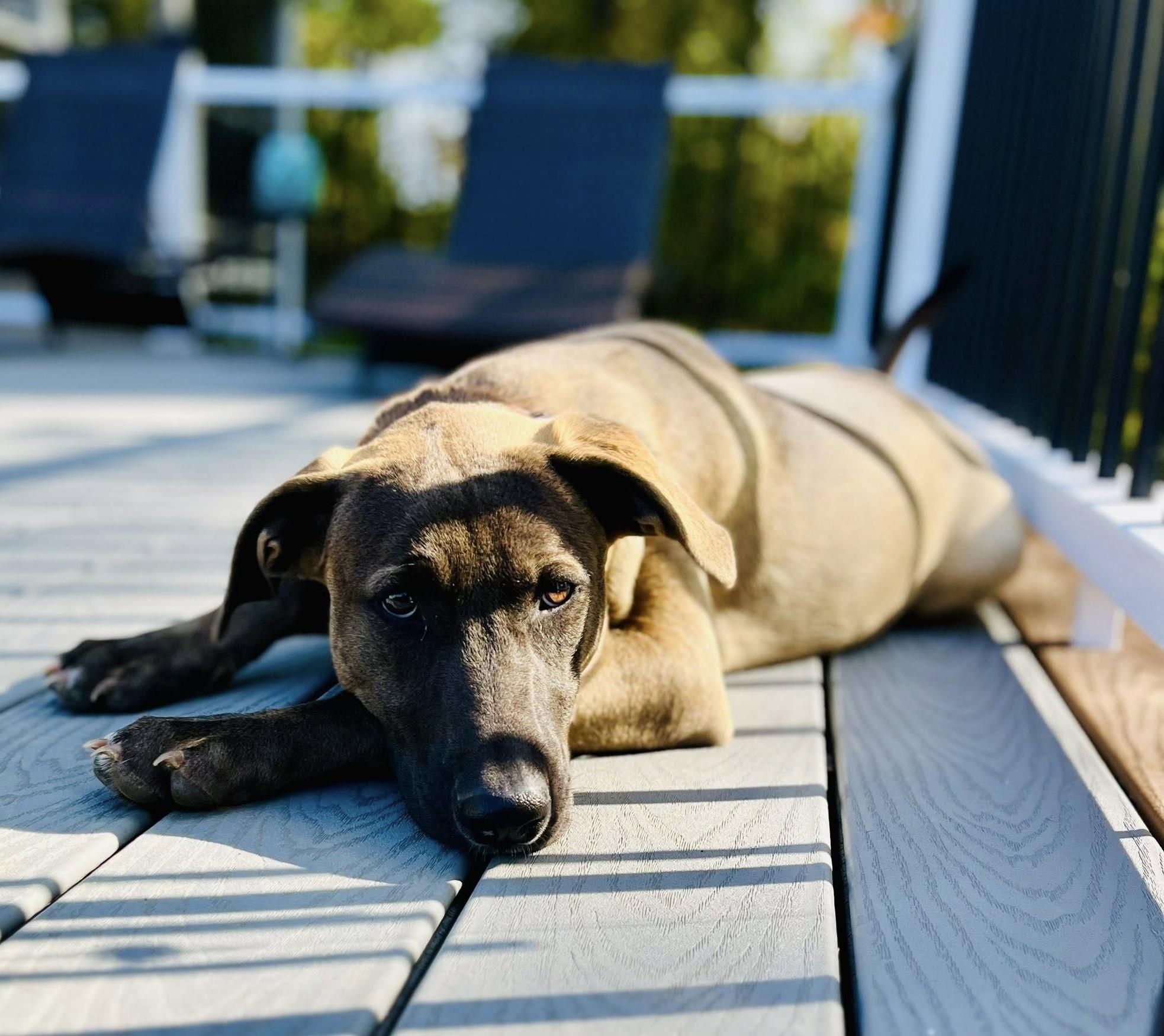 Enlarge Betty, a Adoptable mixed breed in Albany, NY image 3/6