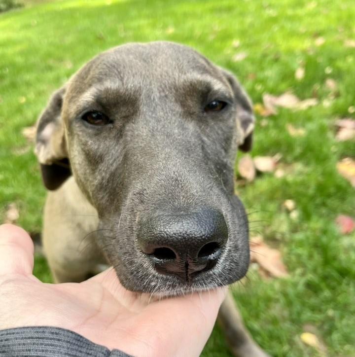 Enlarge Betty, a Adoptable mixed breed in Albany, NY image 4/6