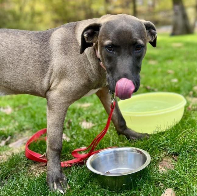 Enlarge Betty, a Adoptable mixed breed in Albany, NY image 6/6
