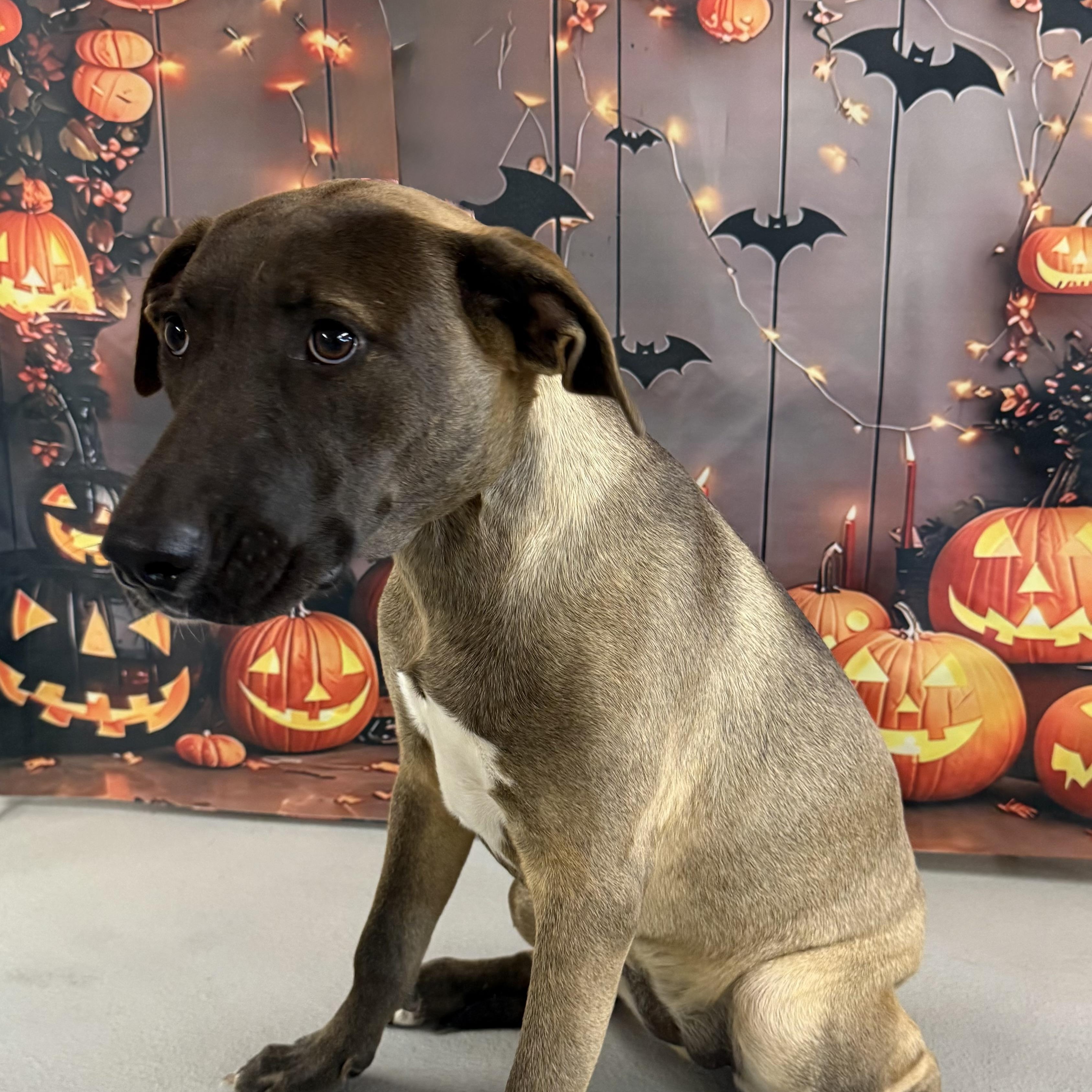 Enlarge Betty, a Adoptable mixed breed in Albany, NY image 2/6