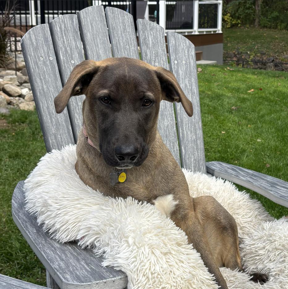 Betty, Adoptable, Puppy Female Shepherd & Great Dane.