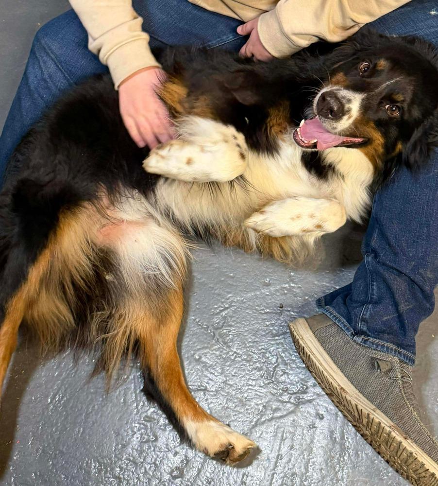 Winston, Adoptable, Adult Male Australian Shepherd.
