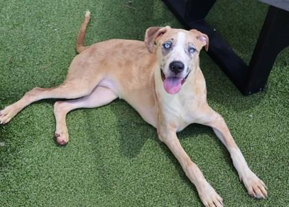 Rosita, Adopted, Young Female Mixed Breed.